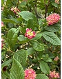 Summersweet, Clethra alnifolia 'Ruby Spice' 3G