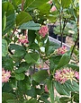 Summersweet, Clethra alnifolia 'Ruby Spice' 3G