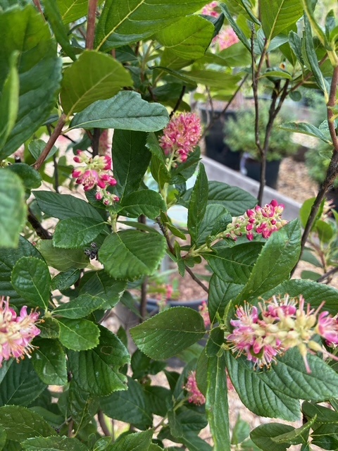 Summersweet, Clethra alnifolia 'Ruby Spice' 3G