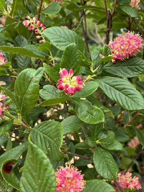 Summersweet, Clethra alnifolia 'Ruby Spice' 5G
