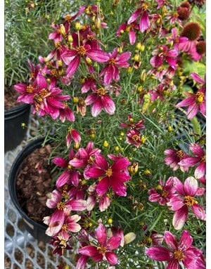 Tickseed, Coreopsis x hybrida 'Sizzle & Spice Zesty Zinger' (Ivory w/Magenta) 1G