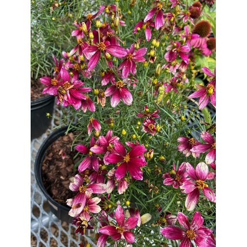 Tickseed, Coreopsis x hybrida 'Sizzle & Spice Zesty Zinger' (Ivory w/Magenta) 1Q