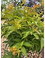 Diervilla, Diervilla x 'G2X88544' Kodiak® Orange 3G