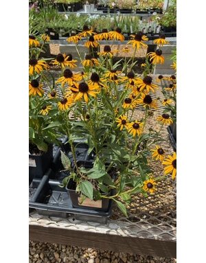 Black-eyed Susan, Rudbeckia fulgida 'Little Goldstar' 1Q