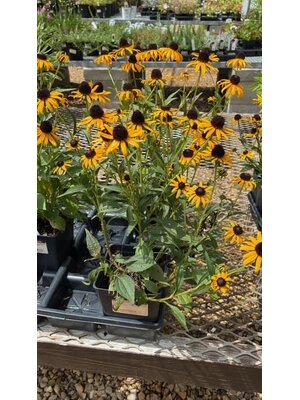Black-eyed Susan, Rudbeckia fulgida 'Little Goldstar' 1Q