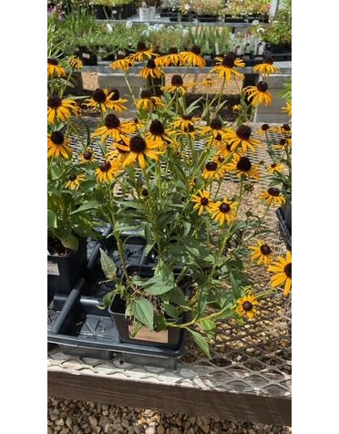 Black-eyed Susan, Rudbeckia fulgida 'Little Goldstar' 1Q