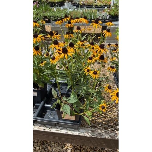 Black-eyed Susan, Rudbeckia fulgida 'Little Goldstar' 1Q