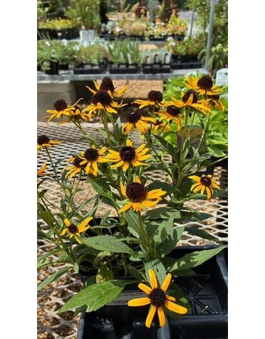 Black-eyed Susan, Rudbeckia fulgida 'Little Goldstar' 1G