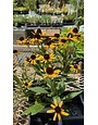 Black-eyed Susan, Rudbeckia fulgida 'Little Goldstar' 1G