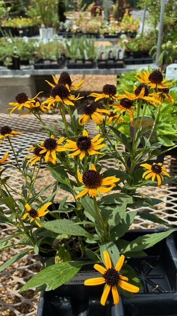 Black-eyed Susan, Rudbeckia fulgida 'Little Goldstar' 1G