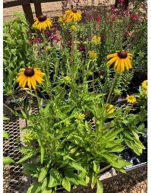 Black-eyed Susan, Rudbeckia fulgida var. speciosa 'Viette's Little Suzy' 1G