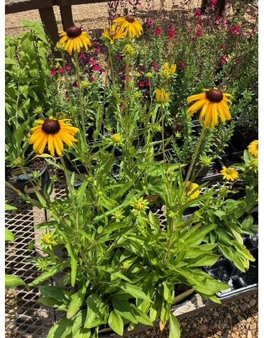 Black-eyed Susan, Rudbeckia fulgida var. speciosa 'Viette's Little Suzy' 1G