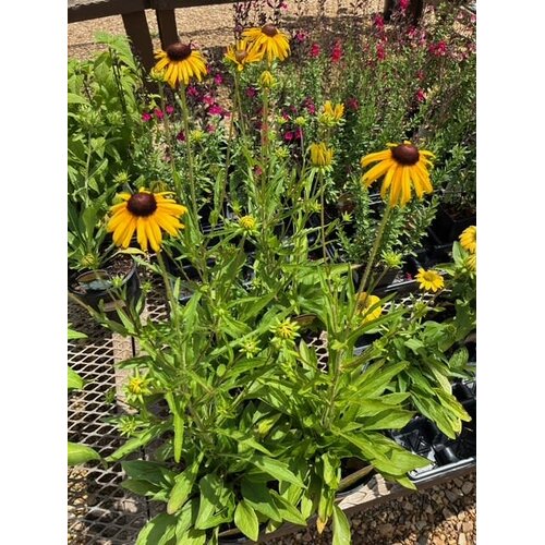 Black-eyed Susan, Rudbeckia fulgida var. speciosa 'Viette's Little Suzy' 1G