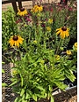 Black-eyed Susan, Rudbeckia fulgida var. speciosa 'Viette's Little Suzy' 1Q