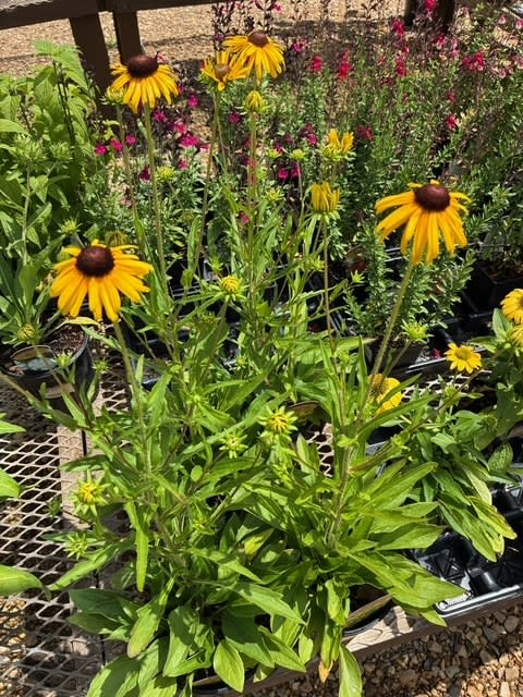Black-eyed Susan, Rudbeckia fulgida var. speciosa 'Viette's Little Suzy' 1Q