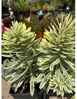 Spurge, Euphorbia x martinii 'Tasmamian Tiger' 1Q