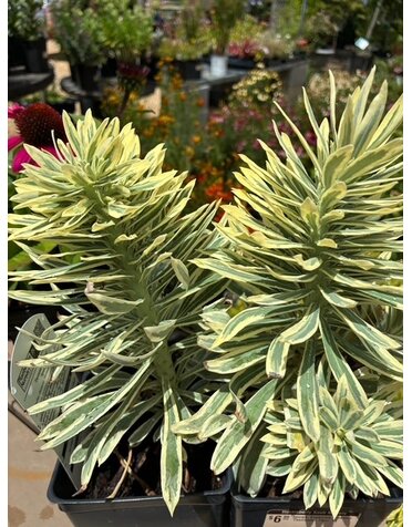Spurge, Euphorbia x martinii 'Tasmamian Tiger' 1Q