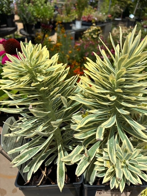 Spurge, Euphorbia x martinii 'Tasmamian Tiger' 1Q