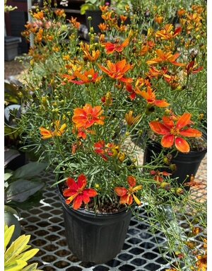 Tickseed, Coreopsis x hybrida 'Sizzle & Spice Crazy Caynne'(Red) 1G