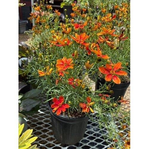 Tickseed, Coreopsis x hybrida 'Sizzle & Spice Crazy Cayenne'(Red) 1G