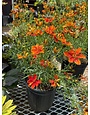 Tickseed, Coreopsis x hybrida 'Sizzle & Spice Crazy Caynne'(Red) 1G