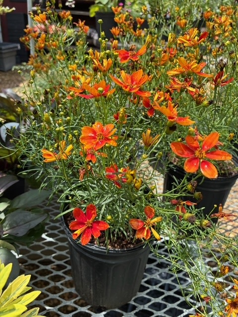 Tickseed, Coreopsis x hybrida 'Sizzle & Spice Crazy Caynne'(Red) 1G