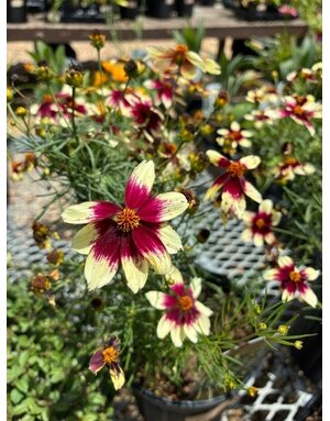 Tickseed, Coreopsis x hybrida 'Sizzle & Spice Red Hot Vanilla' (Cream w/Red) 1G
