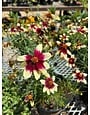 Tickseed, Coreopsis x hybrida 'Sizzle & Spice Red Hot Vanilla' (Cream w/Red) 1G