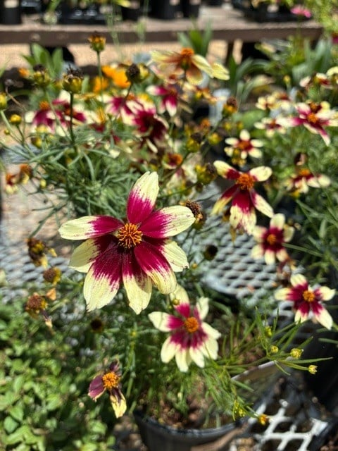 Tickseed, Coreopsis x hybrida 'Sizzle & Spice Red Hot Vanilla' (Cream w/Red) 1G