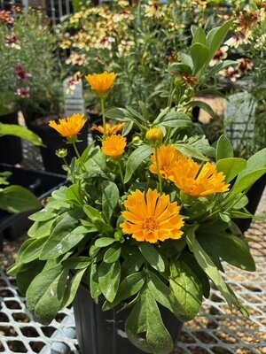 Tickseed, Coreopsis x hybrida 'Jethro Tull' 1Q