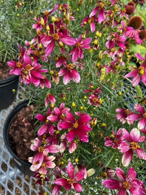 Tickseed, Coreopsis x hybrida 'Sizzle & Spice Zesty Zinger' (Ivory w/Magenta) 1Q