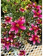 Tickseed, Coreopsis x hybrida 'Sizzle & Spice Zesty Zinger' (Ivory w/Magenta) 1Q