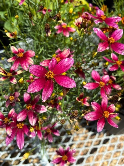 Tickseed, Coreopsis x hybrida 'Sizzle & Spice Zesty Zinger' (Ivory w/Magenta) 1Q