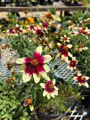 Tickseed, Coreopsis x hybrida 'Sizzle & Spice Red Hot Vanilla' (Cream w/Red) 1Q