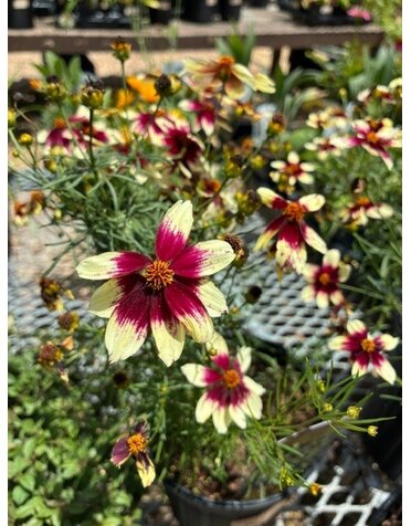 Tickseed, Coreopsis x hybrida 'Sizzle & Spice Red Hot Vanilla' (Cream w/Red) 1Q