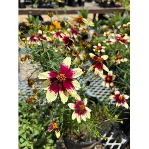 Tickseed, Coreopsis x hybrida 'Sizzle & Spice Red Hot Vanilla' (Cream w/Red) 1Q