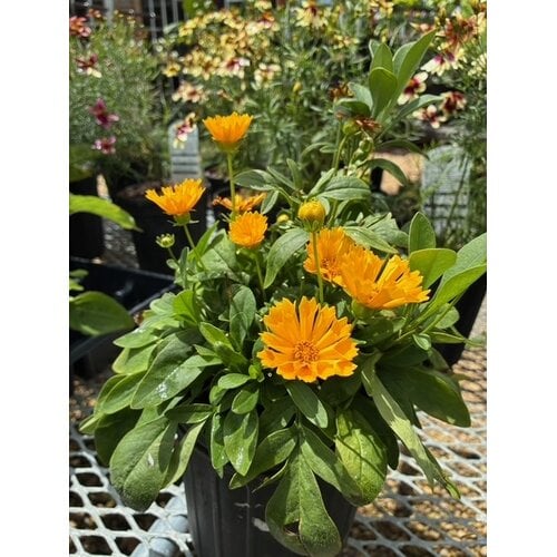 Tickseed, Coreopsis x hybrida 'Jethro Tull' 8"