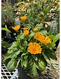 Tickseed, Coreopsis x hybrida 'Jethro Tull' 8"