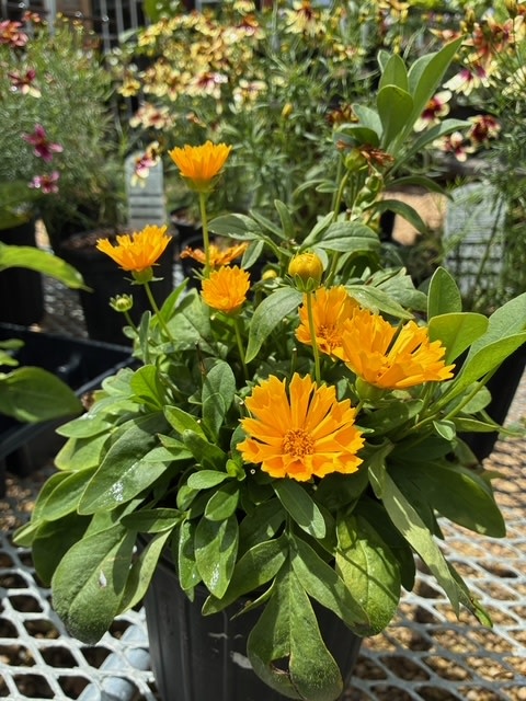 Tickseed, Coreopsis x hybrida 'Jethro Tull' 8"