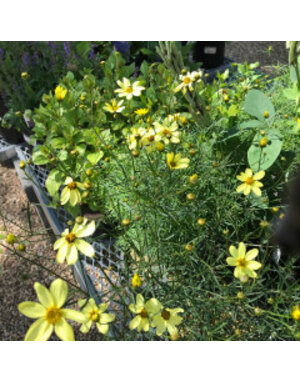 Tickseed, Coreopsis verticillata 'Moonbeam' (Threadleaf) 1Q NATIVE