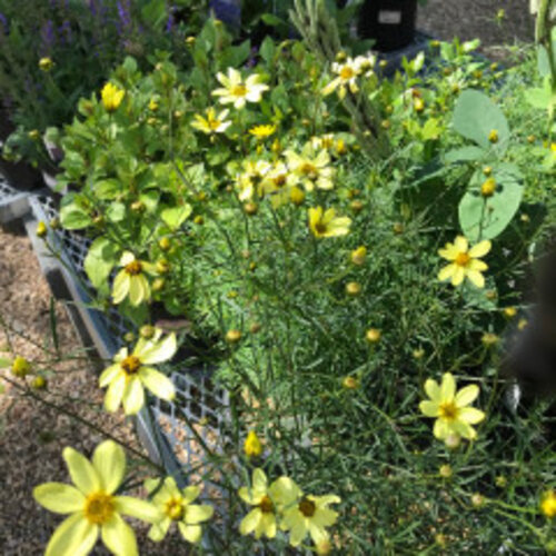 Tickseed, Coreopsis verticillata 'Moonbeam' (Threadleaf) 1Q NATIVE