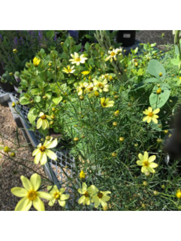 Tickseed, Coreopsis verticillata 'Moonbeam' (Threadleaf) 1Q NATIVE