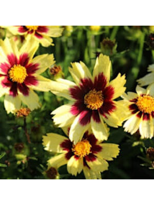 Tickseed, Coreopsis x hybrida 'Super Star' PP30805 1G