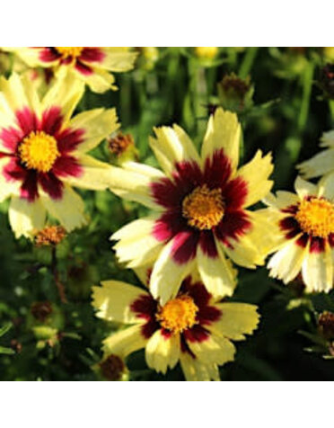 Tickseed, Coreopsis x hybrida 'Super Star' PP30805 1G
