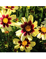 Tickseed, Coreopsis x hybrida 'Super Star' PP30805 1G