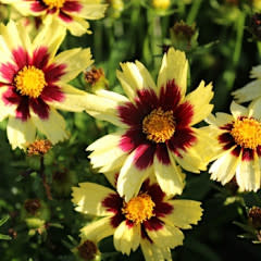 Tickseed, Coreopsis x hybrida 'Super Star' PP30805 1G
