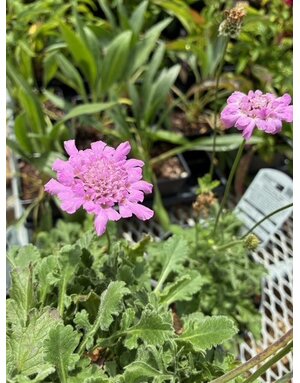 Pincushion Flower, Scabiosa columbaria 'Flutter Rose Pink' 1Q