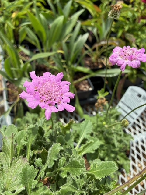 Pincushion Flower, Scabiosa columbaria 'Flutter Rose Pink' 1Q