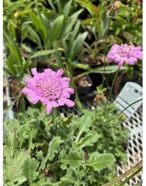 Pincushion Flower, Scabiosa columbaria 'Flutter Rose Pink' 1G