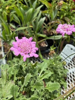 Pincushion Flower, Scabiosa columbaria 'Flutter Rose Pink' 1G